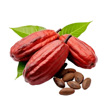 Buah Coklat